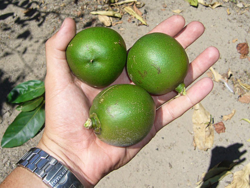 Rare jungle nut becomes anti-aging rage