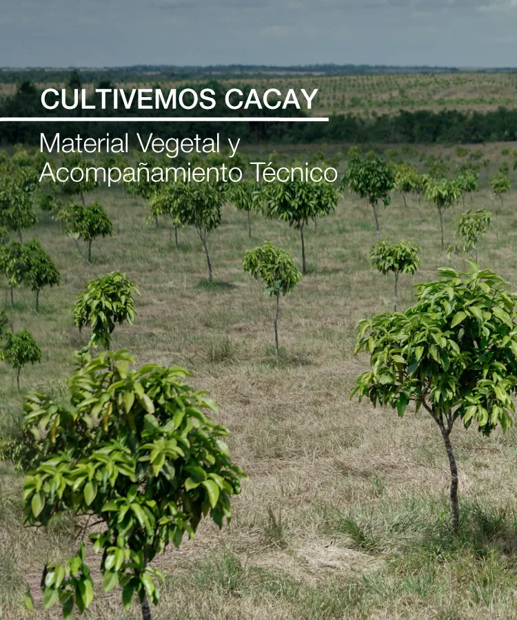 Cultivemos-Cacay-Mobile