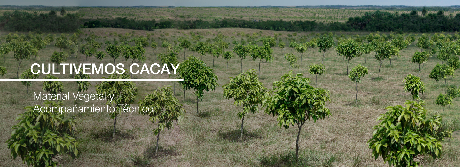 Cultivemos-Cacay