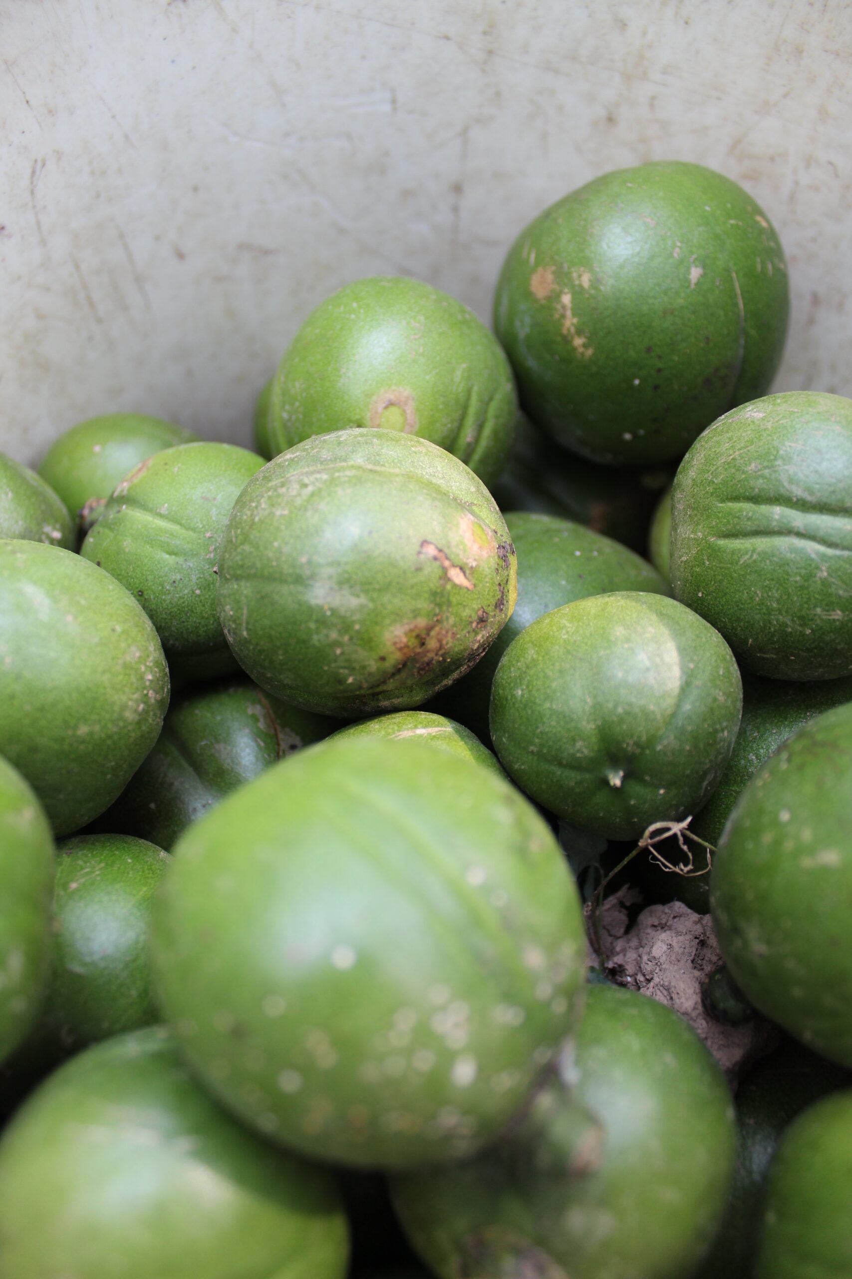 Rare Cacay Nut is all the rage in a jungle known for Cocaine
